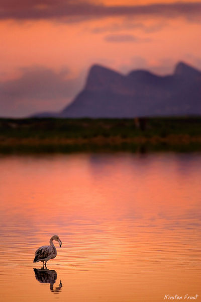 'Visions in Pink' - Greater Flamingo